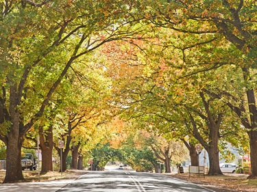 Daylesford-autumn-streetscape.jpg